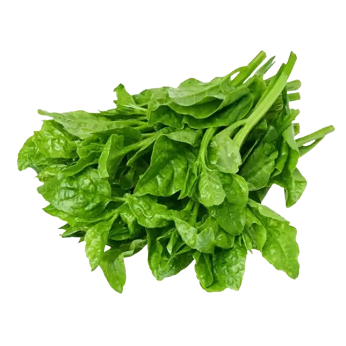 Alugbati / Malubar Spinach