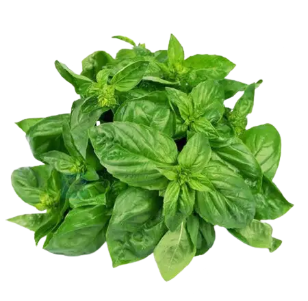 Basil Leaves