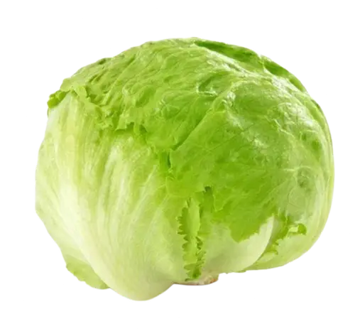 Lettuce Iceberg
