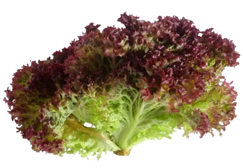 Lettuce Lollorosa