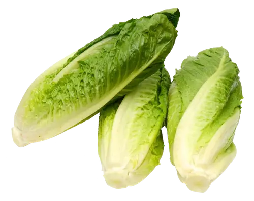 Lettuce Romaine