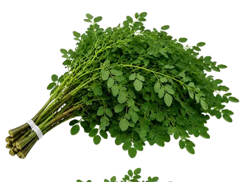 Malunggay / Moringa