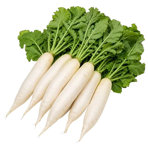 White Radish
