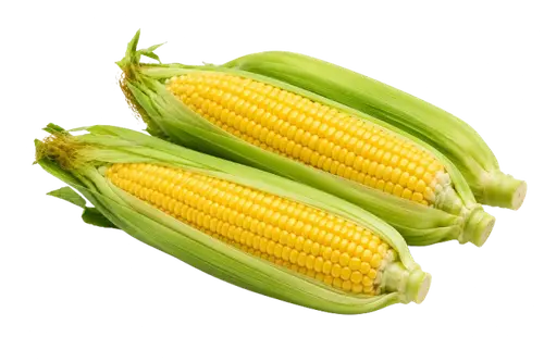 Sweet Corn