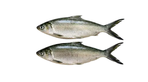 Bangus / Milkfish