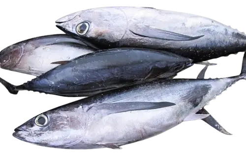 Barilis / Yellowfin Tuna
