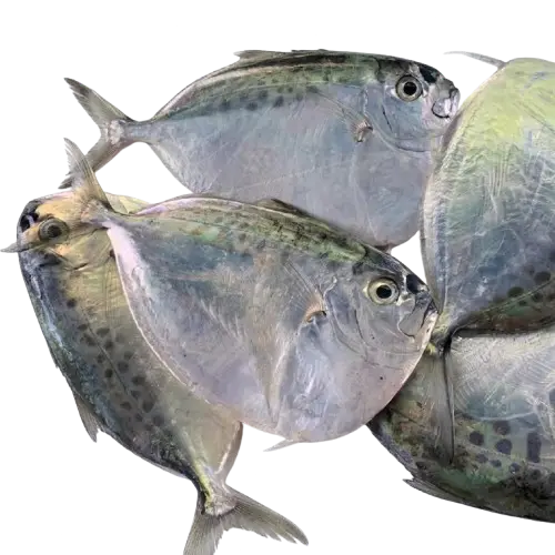 Bilongbilong / Moonfish