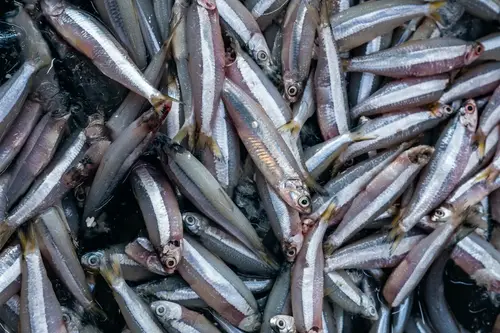 Bolinaw / Anchovy
