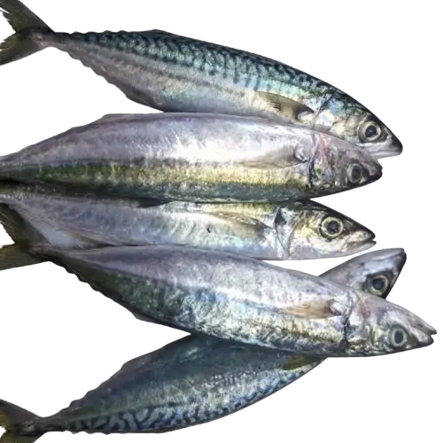 Budburon / Galunggong