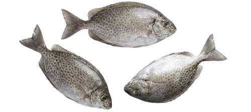 Danggit / Rabbit fish