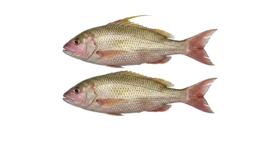 Katambak / Sea bream