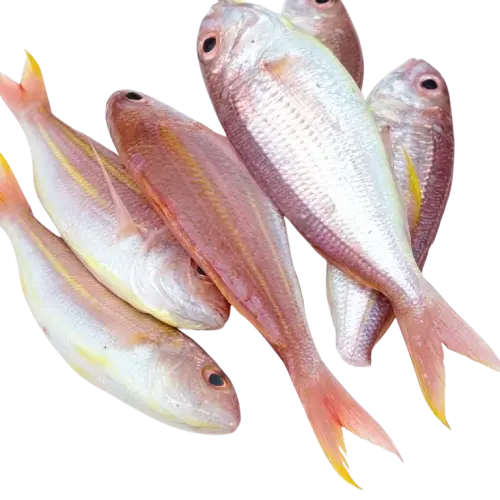 Lagaw / Bisugo