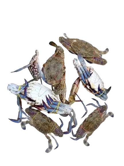 Lambay / Blue crab (Small)