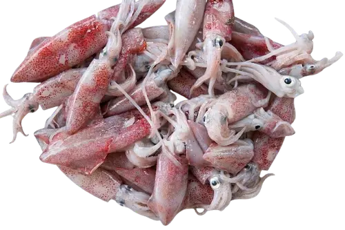 Lumayagan