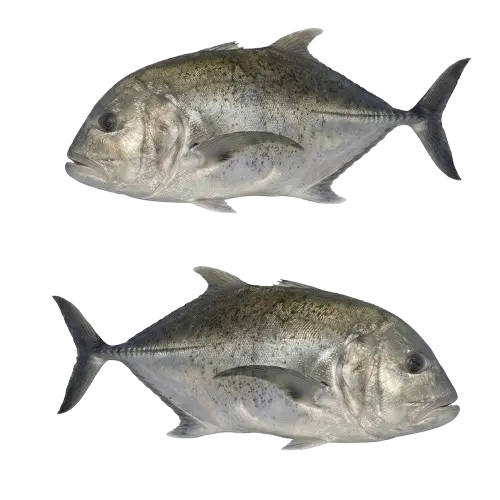Mamsa / Trevally