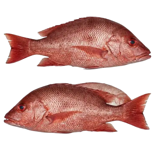 Mayamaya / Red snapper
