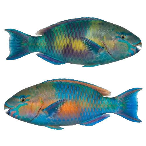 Molmol / Parrot fish