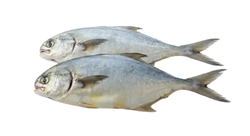 Pompano