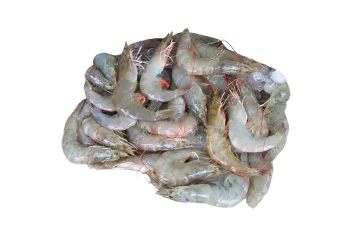 Hipon / Shrimp