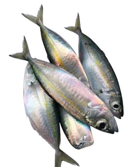 Tamarong / Bigeye scad
