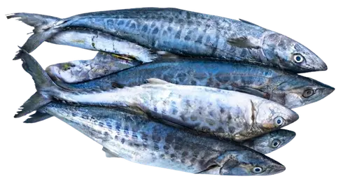 Tangigue / Spanish Mackarel