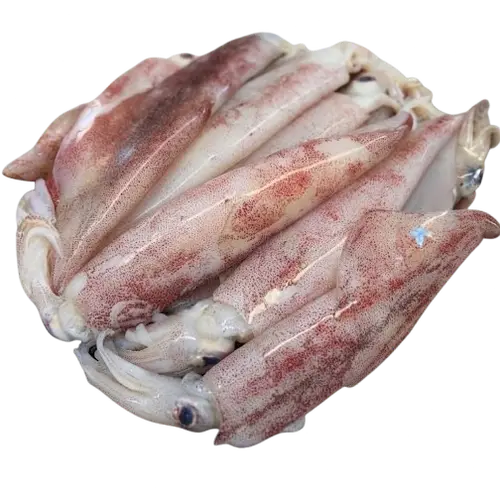Tarorot / Ballpen squid