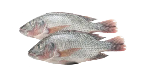 Tilapia