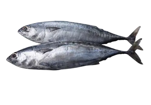 Tulingan / Mackarel Tuna