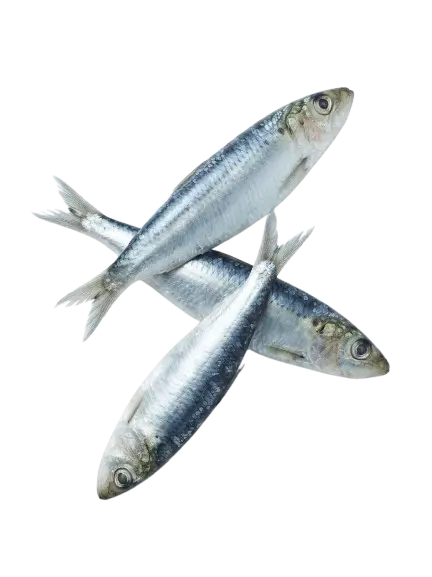 Tuloy / Sardines