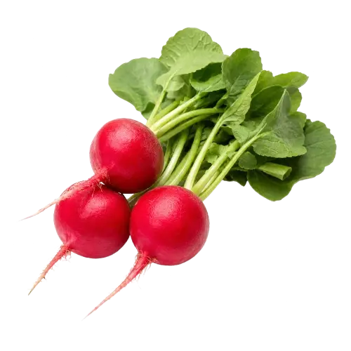 Red Radish