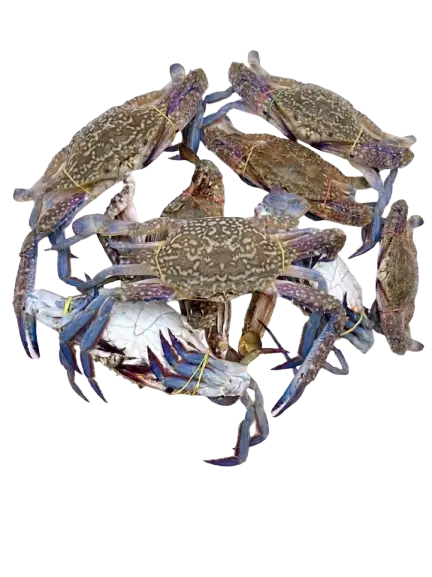 Lambay / Blue crab (Medium)