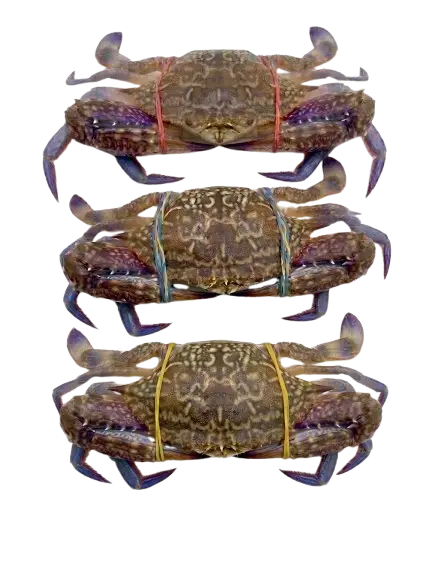 Lambay / Blue crab (Large)