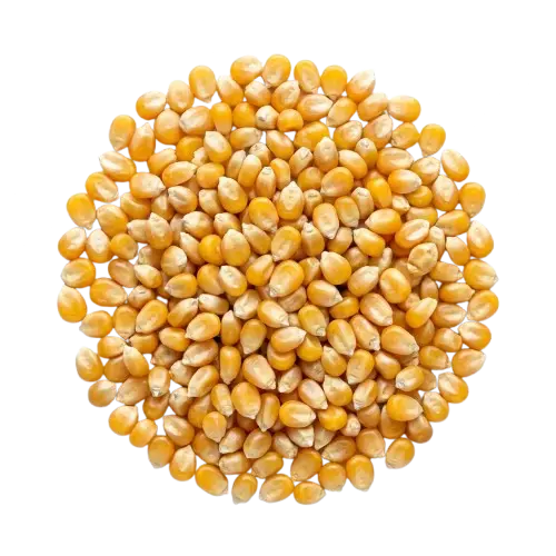 Mais (Popcorn)