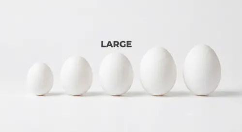 Egg (Large)