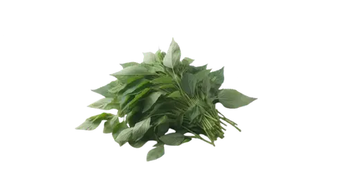 Saluyot / Jute Leaves