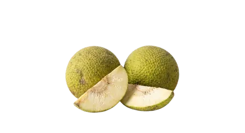 Breadfruit / Kolo