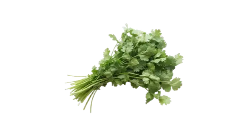 Cilantro