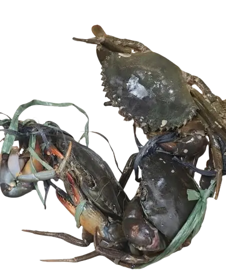 Alimango / Mud Crab (medium)