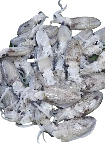 Nukos / Squid